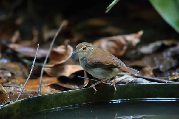 stock image White-chested babbler or Malayan swamp babbler (Pellorneum rostratum) is a species of bird in the ground babbler family, Pellorneidae,