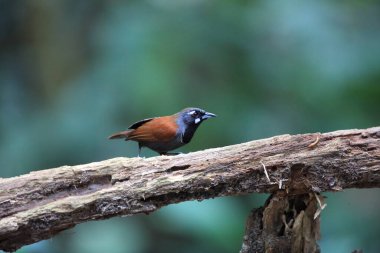 Kara ağızlı geveze (Stachyris nigricollis), Timaliidae familyasından bir kuş türü. Bu fotoğraf Malezya 'da çekildi..