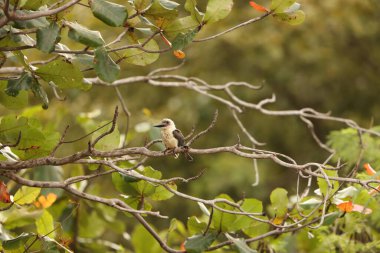Büyük gagalı Kingfisher (Pelargopsis melanorhyncha), Halcyoninae familyasından bir kuş türü. Endonezya, Sulawesi 'ye özgüdür..