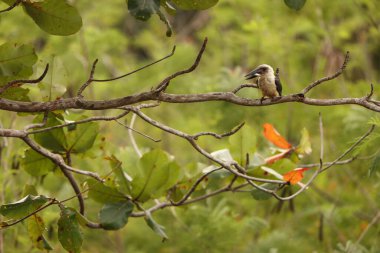 Büyük gagalı Kingfisher (Pelargopsis melanorhyncha), Halcyoninae familyasından bir kuş türü. Endonezya, Sulawesi 'ye özgüdür..