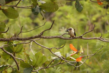 Büyük gagalı Kingfisher (Pelargopsis melanorhyncha), Halcyoninae familyasından bir kuş türü. Endonezya, Sulawesi 'ye özgüdür..