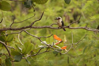 Great-billed kingfisher or black-billed kingfisher (Pelargopsis melanorhyncha) is a species of bird in the subfamily Halcyoninae. It is endemic to Sulawesi, Indonesia. clipart