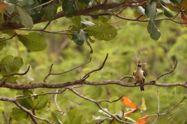 Büyük gagalı Kingfisher (Pelargopsis melanorhyncha), Halcyoninae familyasından bir kuş türü. Endonezya, Sulawesi 'ye özgüdür..