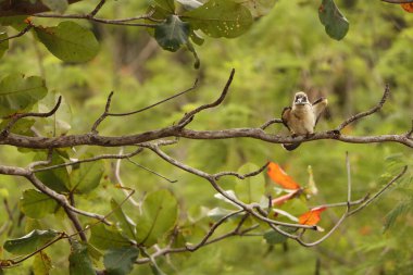 Büyük gagalı Kingfisher (Pelargopsis melanorhyncha), Halcyoninae familyasından bir kuş türü. Endonezya, Sulawesi 'ye özgüdür..