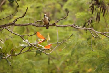 Büyük gagalı Kingfisher (Pelargopsis melanorhyncha), Halcyoninae familyasından bir kuş türü. Endonezya, Sulawesi 'ye özgüdür..