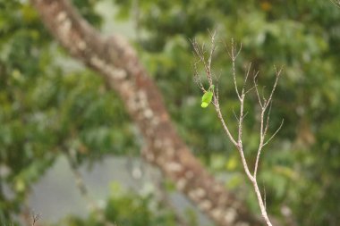 Great hanging parrot or Sulawesi hanging parrot (Loriculus stigmatus) is a species of parrot in the family Psittaculidae. It is endemic to Sulawesi and nearby smaller islands in Indonesia. clipart