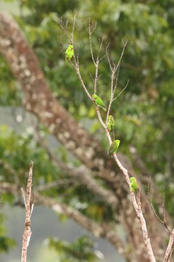 Great hanging parrot or Sulawesi hanging parrot (Loriculus stigmatus) is a species of parrot in the family Psittaculidae. It is endemic to Sulawesi and nearby smaller islands in Indonesia. clipart