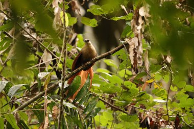 Bay coucal (Centropus celebensis), Cuculidae familyasından bir guguk kuşu türü. Endonezya, Sulawesi 'ye özgüdür..
