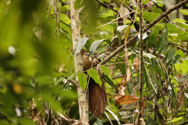 Bay coucal (Centropus celebensis), Cuculidae familyasından bir guguk kuşu türü. Endonezya, Sulawesi 'ye özgüdür..