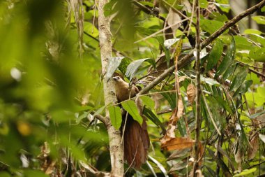 Bay coucal (Centropus celebensis), Cuculidae familyasından bir guguk kuşu türü. Endonezya, Sulawesi 'ye özgüdür..