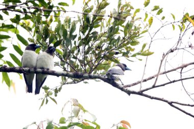 Fildişi sırtı (Artamus monachus), Artamidae familyasından bir kuş türü. Endonezya, Sulawesi 'ye özgüdür..