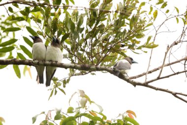 Fildişi sırtı (Artamus monachus), Artamidae familyasından bir kuş türü. Endonezya, Sulawesi 'ye özgüdür..