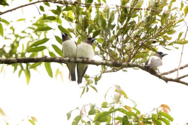 The ivory-backed woodswallow (Artamus monachus) is a species of bird in the family Artamidae. It is endemic to Sulawesi, Indonesia. clipart