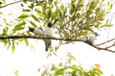 Fildişi sırtı (Artamus monachus), Artamidae familyasından bir kuş türü. Endonezya, Sulawesi 'ye özgüdür..