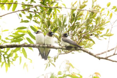 The ivory-backed woodswallow (Artamus monachus) is a species of bird in the family Artamidae. It is endemic to Sulawesi, Indonesia. clipart