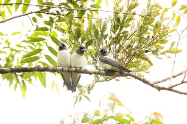Fildişi sırtı (Artamus monachus), Artamidae familyasından bir kuş türü. Endonezya, Sulawesi 'ye özgüdür..
