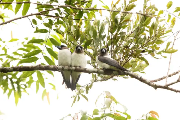 stock image The ivory-backed woodswallow (Artamus monachus) is a species of bird in the family Artamidae. It is endemic to Sulawesi, Indonesia.