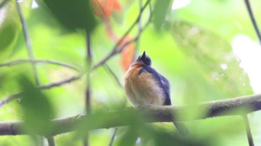 Sulawesi mavi sinekkapanı (Cyornis omissus), Muscicapidae familyasından bir kuş türü. Endonezya 'nın Sulawesi adasına özgüdür..