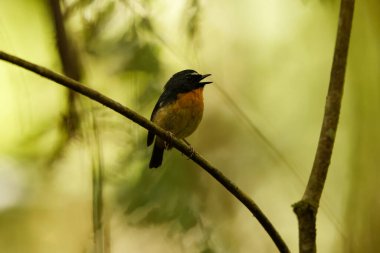 Karlı kaşlı sinekkapan (Ficedula hyperythra annalisa), Eski Dünya sinekkapangiller (Muscicapidae) familyasından bir kuş türü. Bu fotoğraf Endonezya, Sulawesi 'de çekildi..