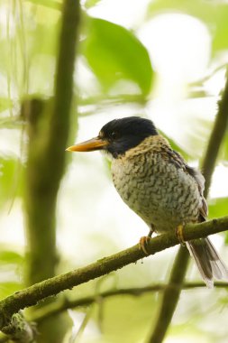 Pullu memeli kral balığı (