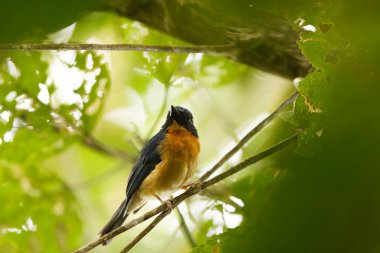 Sulawesi mavi sinekkapanı (Cyornis omissus), Muscicapidae familyasından bir kuş türü. Endonezya 'nın Sulawesi adasına özgüdür..