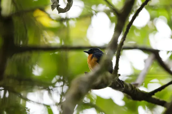 stock image Sulawesi blue flycatcher (Cyornis omissus) is a species of bird in the family Muscicapidae. It is endemic to Sulawesi island, Indonesia.