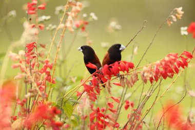 The chestnut munia or black-headed munia (Lonchura atricapilla jagori) is a small passerine. This photo was taken in Sulawesi, Indonesia. clipart