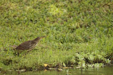 The cinnamon bittern (Botaurus cinnamomeus) or chestnut bittern is a small Old World bittern, breeding in tropical and subtropical Asia from India east to China and Indonesia.  clipart