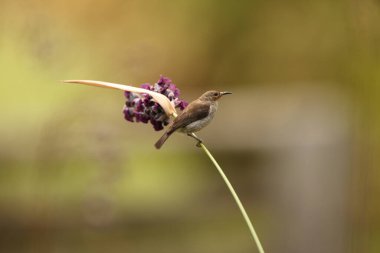 Sulawesi myzomela, Meliphagidae familyasından bir kuş türü. Sulawesi 'de bulunan Endonezya' ya özgüdür..