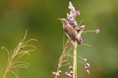 Sulawesi myzomela, Meliphagidae familyasından bir kuş türü. Sulawesi 'de bulunan Endonezya' ya özgüdür..