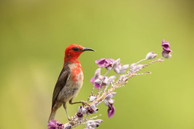 Sulawesi myzomela, Meliphagidae familyasından bir kuş türü. Sulawesi 'de bulunan Endonezya' ya özgüdür..