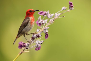 Sulawesi myzomela, Meliphagidae familyasından bir kuş türü. Sulawesi 'de bulunan Endonezya' ya özgüdür..