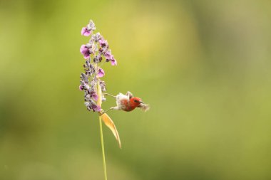 Sulawesi myzomela, Meliphagidae familyasından bir kuş türü. Sulawesi 'de bulunan Endonezya' ya özgüdür..