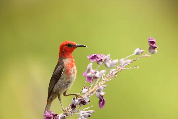 stock image Sulawesi myzomela (Myzomela chloroptera) is a species of bird in the family Meliphagidae. It is endemic to Indonesia where it occurs in Sulawesi.