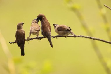 Sulawesi, Endonezya 'da pullu göğüslü munia (Lonchura punctulata particeps) 
