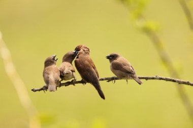 Sulawesi, Endonezya 'da pullu göğüslü munia (Lonchura punctulata particeps) 