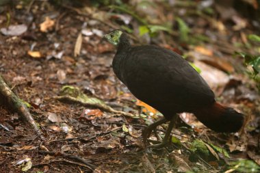 Aepypodius arfakianus, Megapodiidae familyasından bir kuş türü. Yeni Gine 'de bulunur..