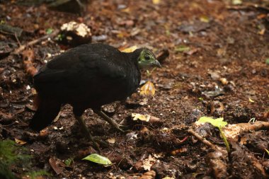 Aepypodius arfakianus, Megapodiidae familyasından bir kuş türü. Yeni Gine 'de bulunur..