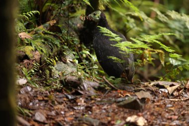 The wattled brushturkey (Aepypodius arfakianus) is a species of bird in the family Megapodiidae. It is found in New Guinea. clipart