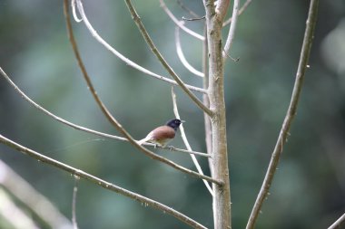 Rwenzori tepesi gevezesi (Sylvia atriceps), Sylviidae familyasından bir kuş türü..