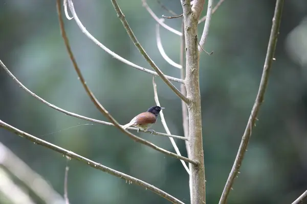 stock image The Rwenzori hill babbler (Sylvia atriceps) is a species of passerine bird in the family Sylviidae that is found in Africa.