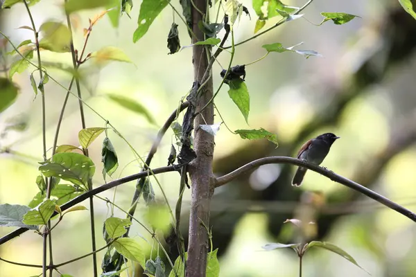 stock image The Rwenzori hill babbler (Sylvia atriceps) is a species of passerine bird in the family Sylviidae that is found in Africa.