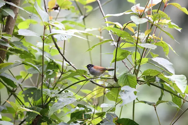 stock image The Rwenzori hill babbler (Sylvia atriceps) is a species of passerine bird in the family Sylviidae that is found in Africa.