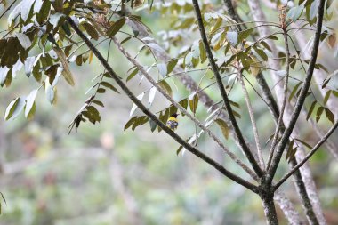 Afrika Kara Başlı Oriole (Oriolus larvatus rolleti), Oriolidae familyasından bir kuş türü. Bu fotoğraf Ruanda 'da çekildi..