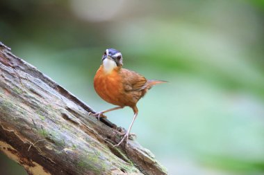 Malezya Kara Kapaklı Babbler (Pellorneum nigrocapitatum) Malay Yarımadası 'nda.
