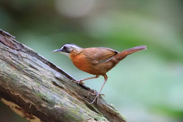 stock image Malayan Black-capped Babbler (Pellorneum nigrocapitatum) in Malay Peninsula.