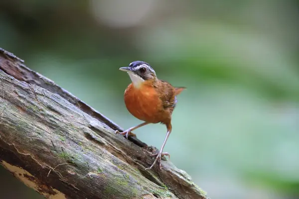 stock image Malayan Black-capped Babbler (Pellorneum nigrocapitatum) in Malay Peninsula.