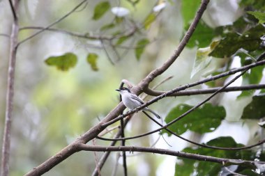 Kuzey puffback (Dryoscopus gambensis), Malaconotidae familyasından bir kuş türü. Bu fotoğraf Nyungwe Ulusal Parkı, Ruanda 'da çekildi..