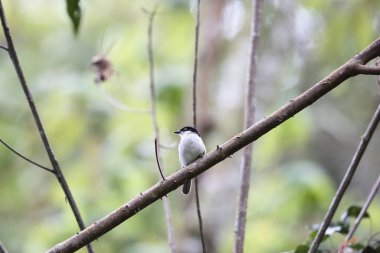 Kuzey puffback (Dryoscopus gambensis), Malaconotidae familyasından bir kuş türü. Bu fotoğraf Nyungwe Ulusal Parkı, Ruanda 'da çekildi..