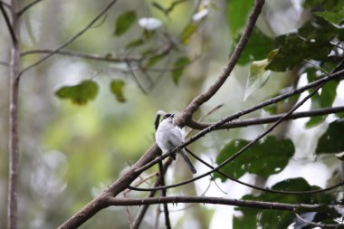 Kuzey puffback (Dryoscopus gambensis), Malaconotidae familyasından bir kuş türü. Bu fotoğraf Nyungwe Ulusal Parkı, Ruanda 'da çekildi..